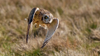 Short eared owl